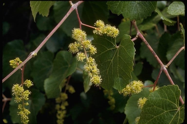 Vitis californica