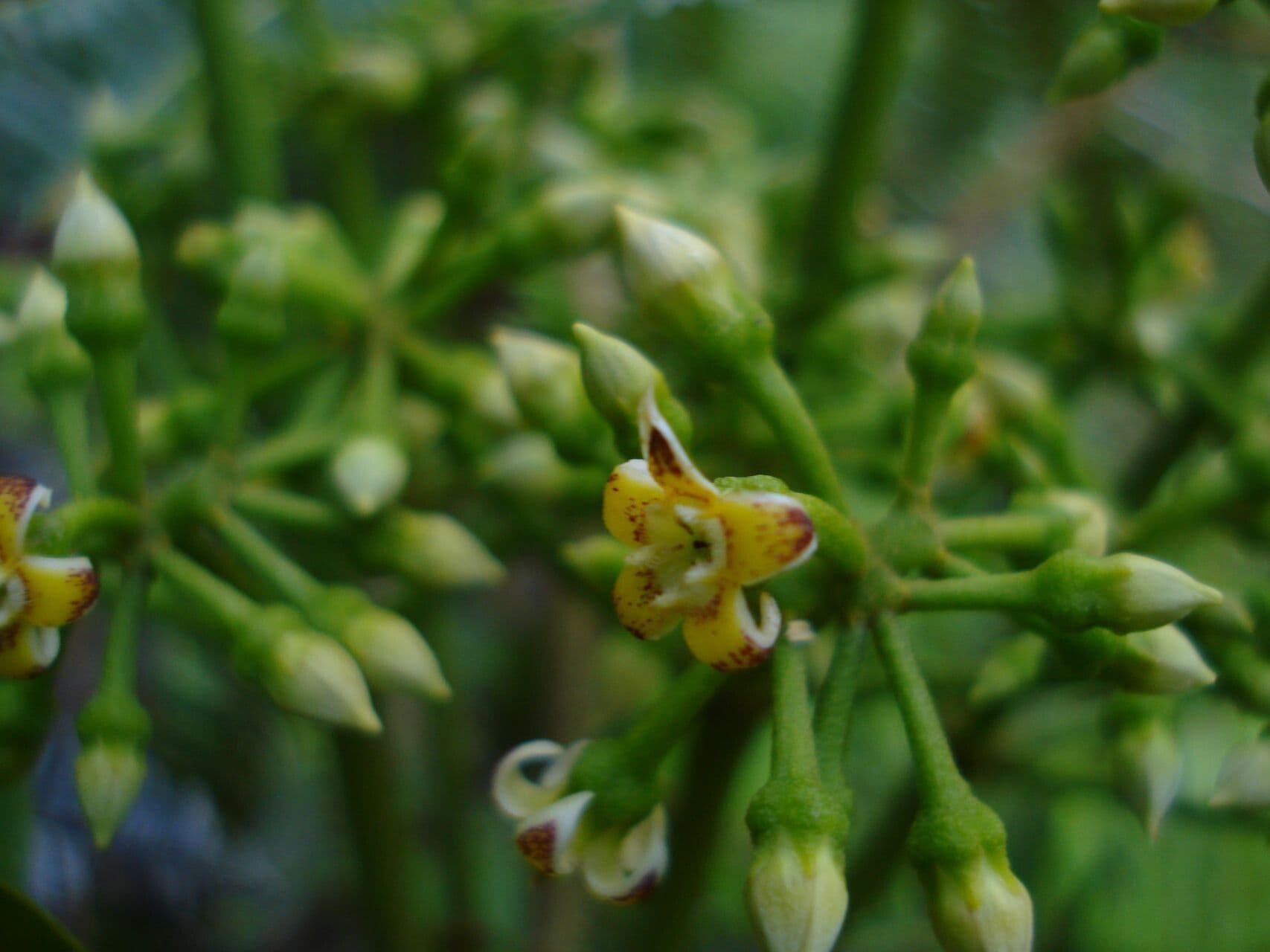 Artia lifuana