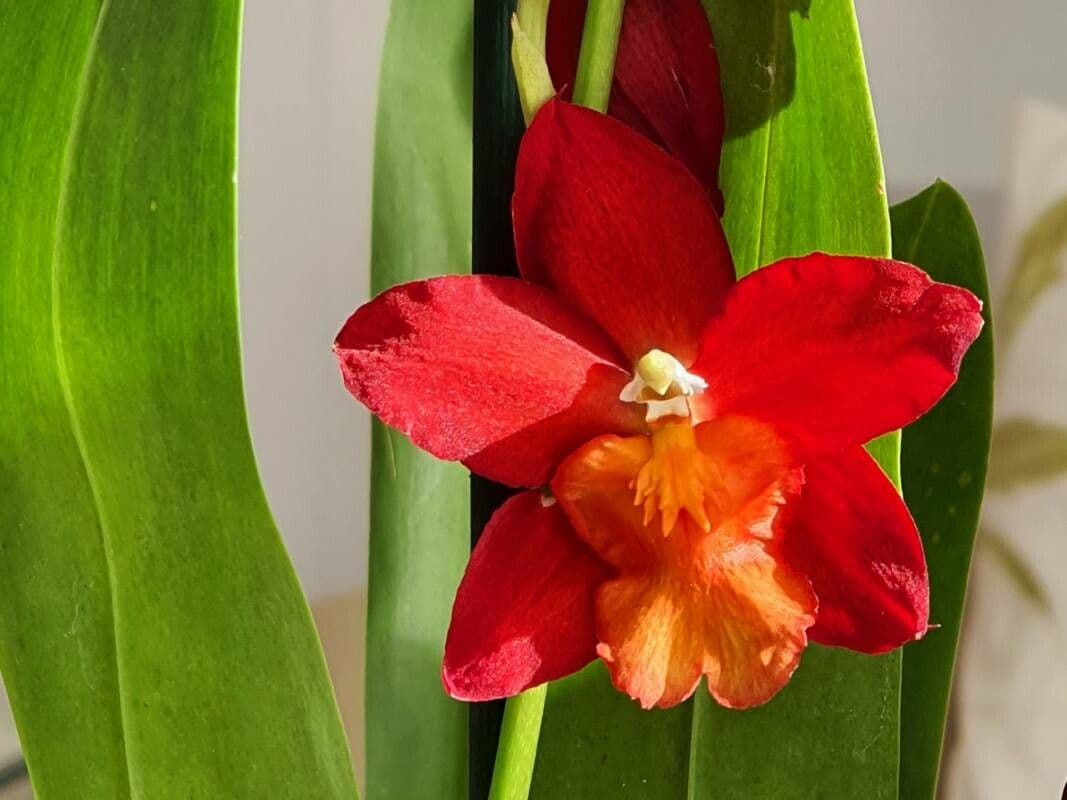 Cattleya wittigiana