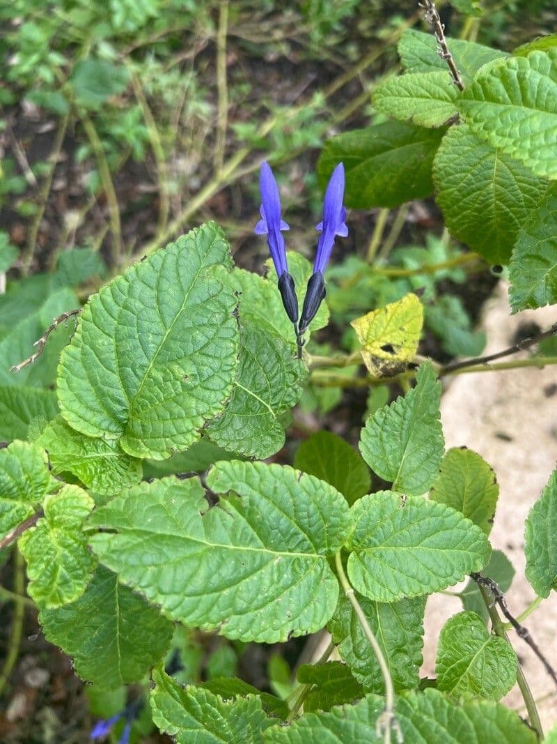 Salvia tiliifolia