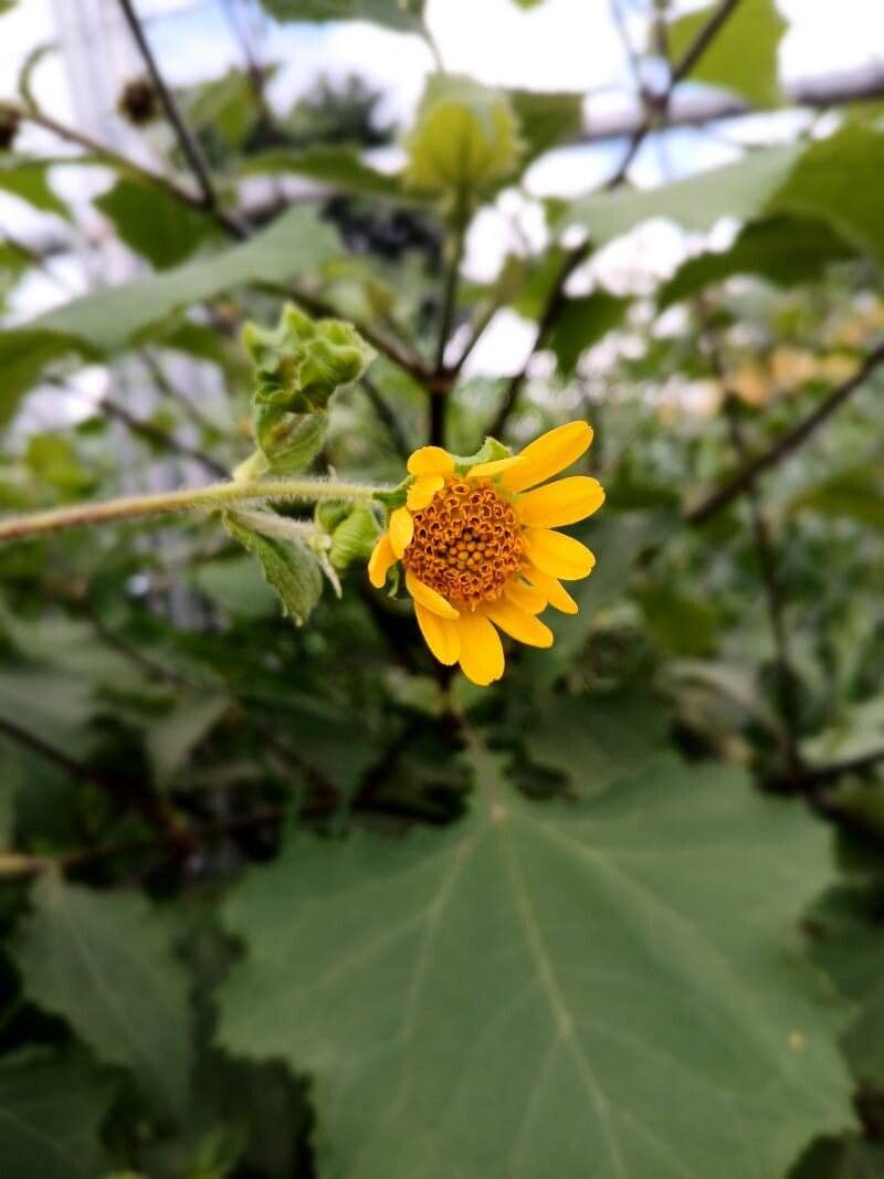 Smallanthus uvedalia