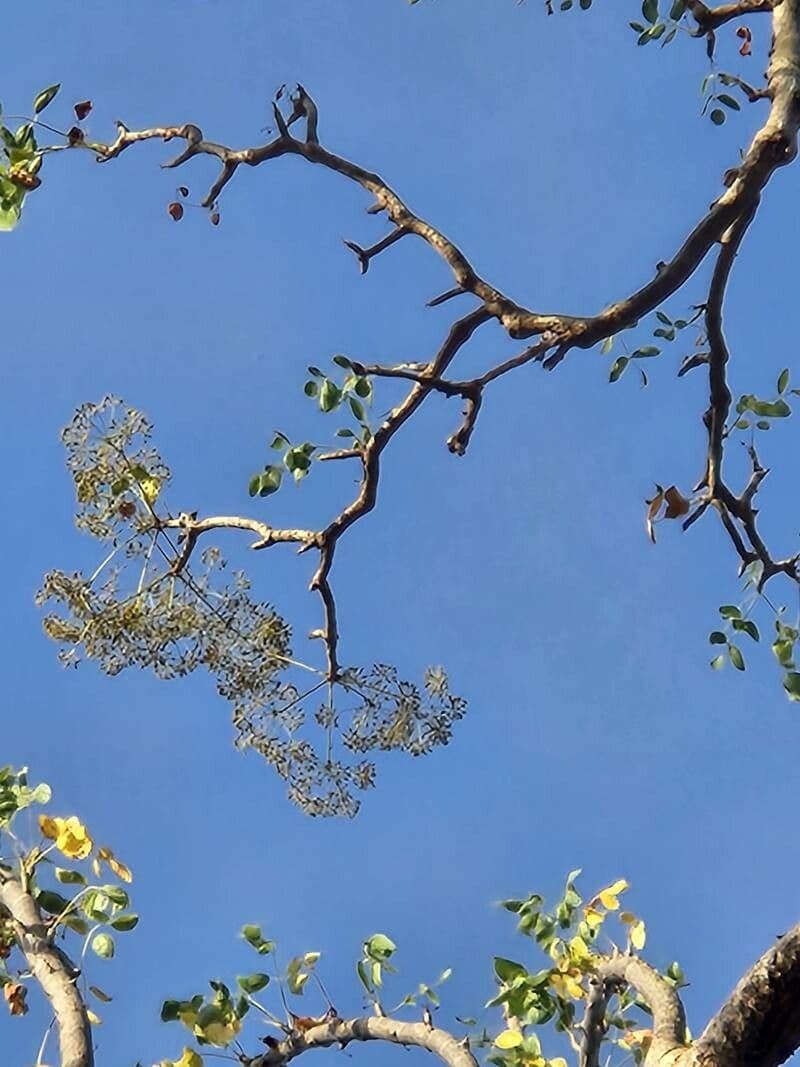 Steganotaenia araliacea