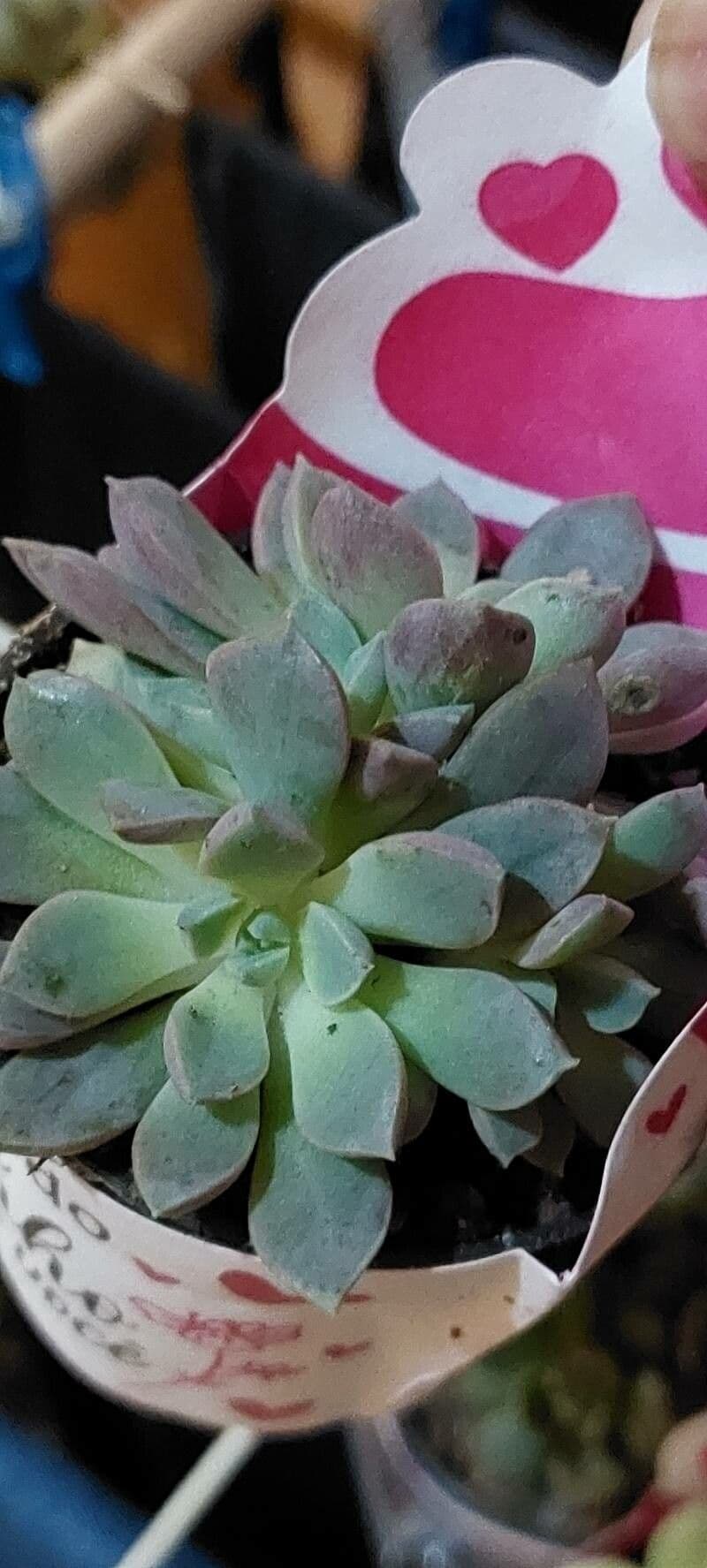 Echeveria prolifica