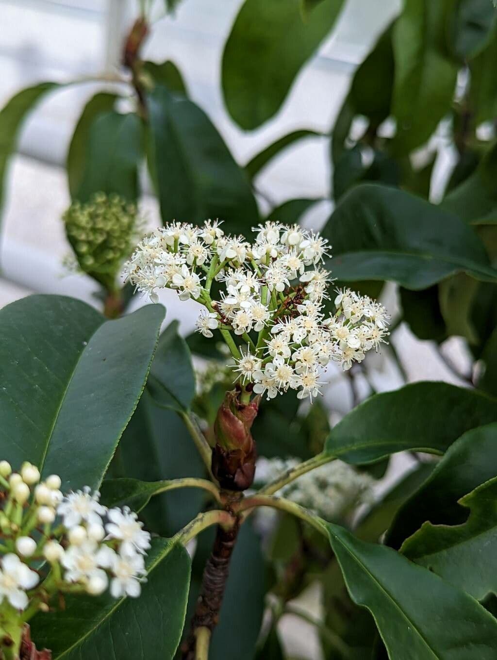 Photinia glabra