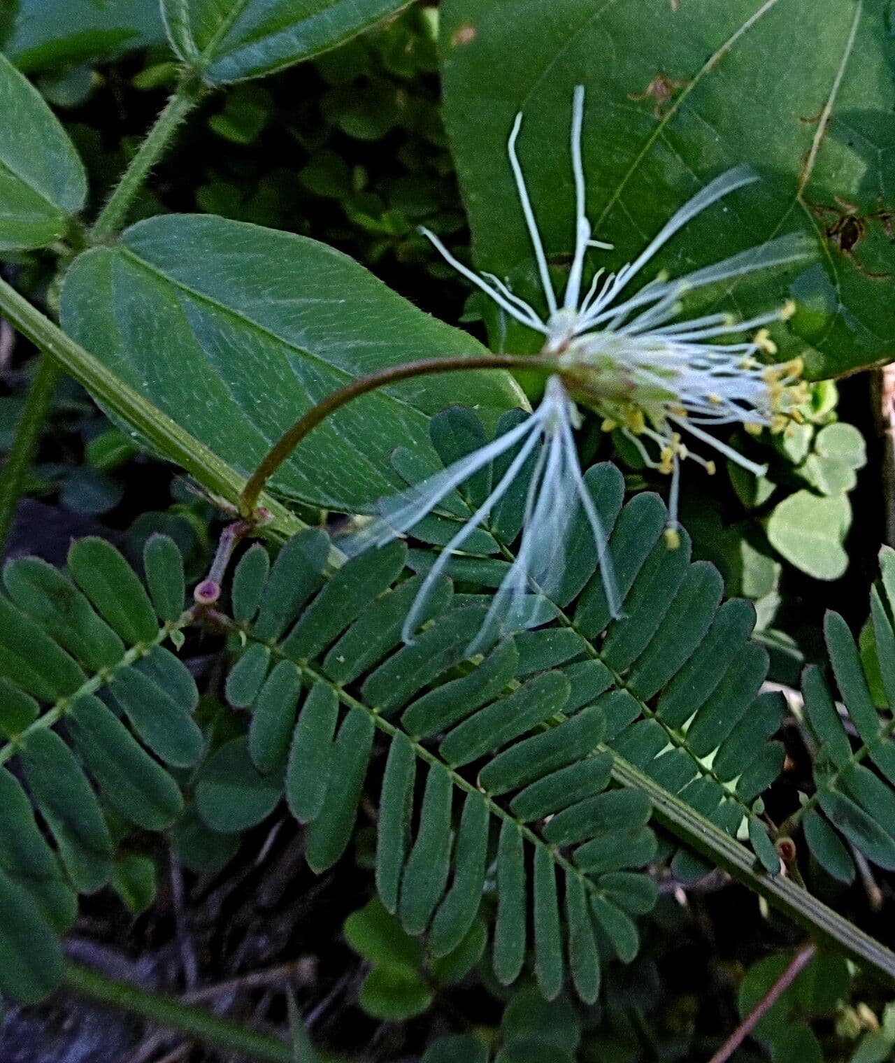 Albizia lebbeck