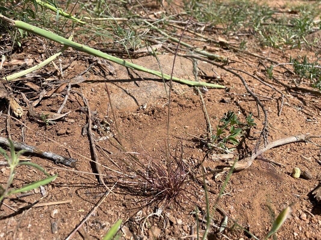 Microchloa kunthii