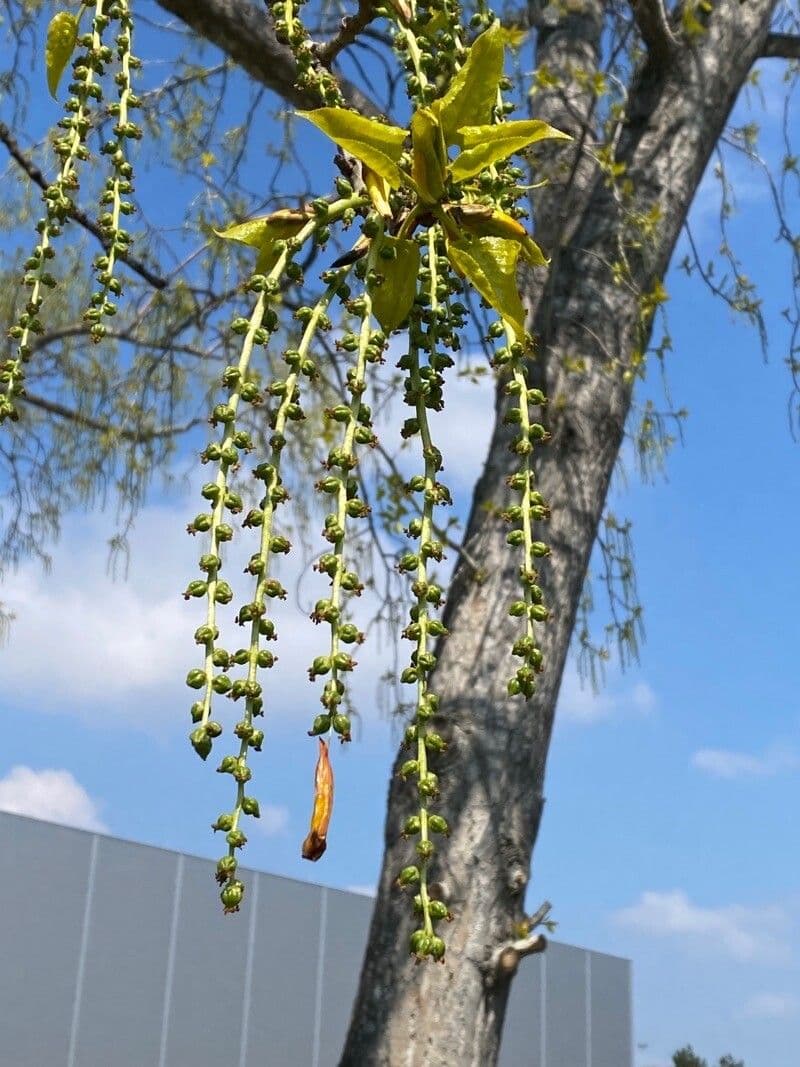 Populus balsamifera