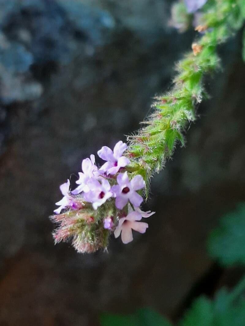 Verbena lasiostachys