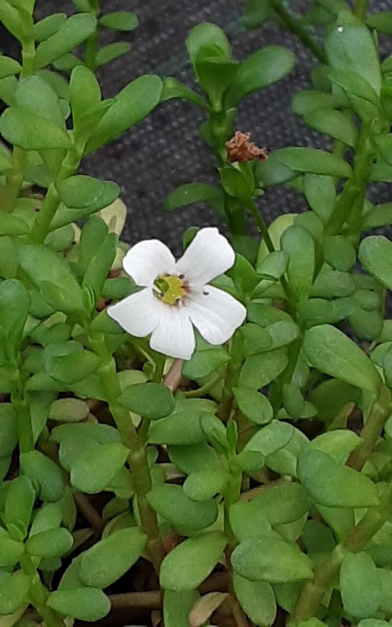 Bacopa monnieri