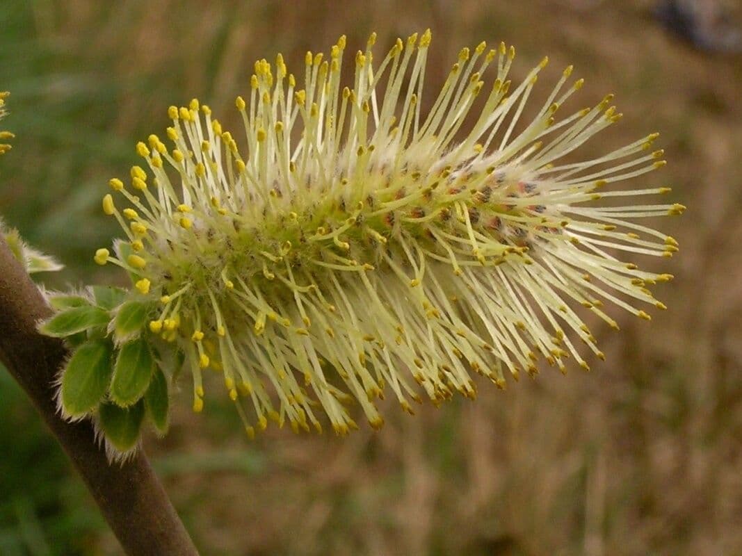 Salix caprea