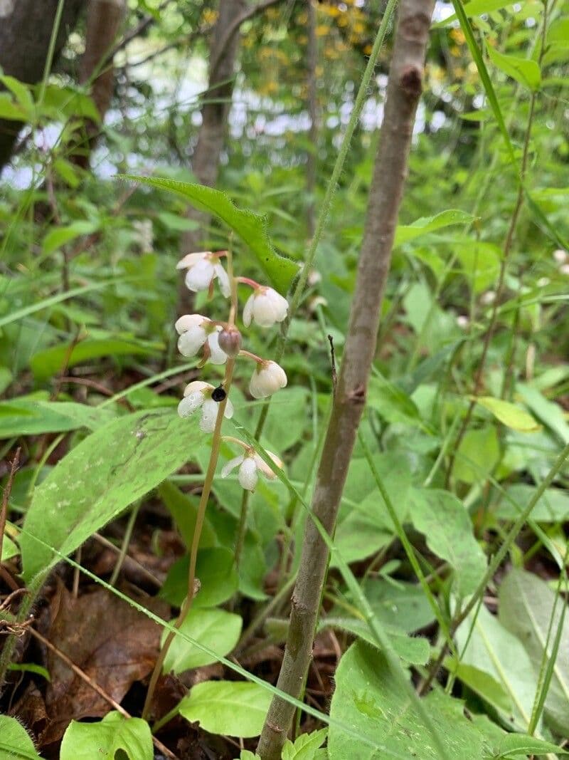 Pyrola elliptica