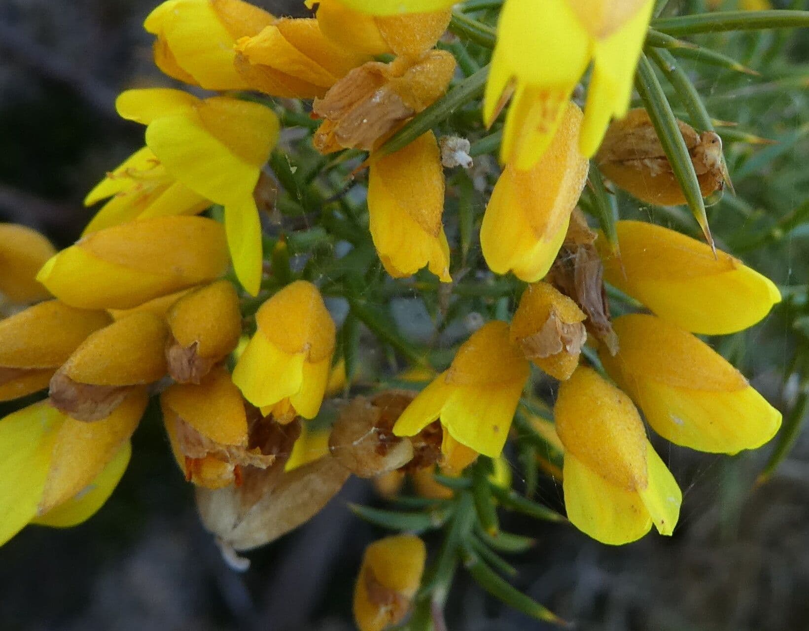 Ulex parviflorus