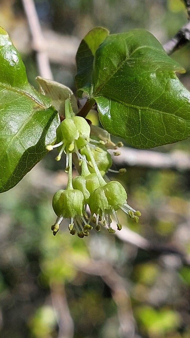 Acer sempervirens