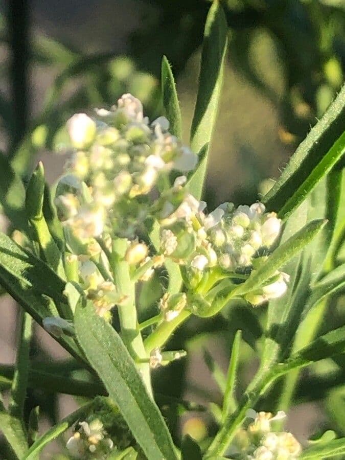 Lepidium sativum