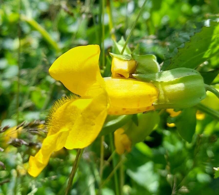 Erythranthe guttata