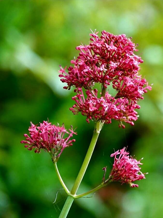 Valeriana rubra