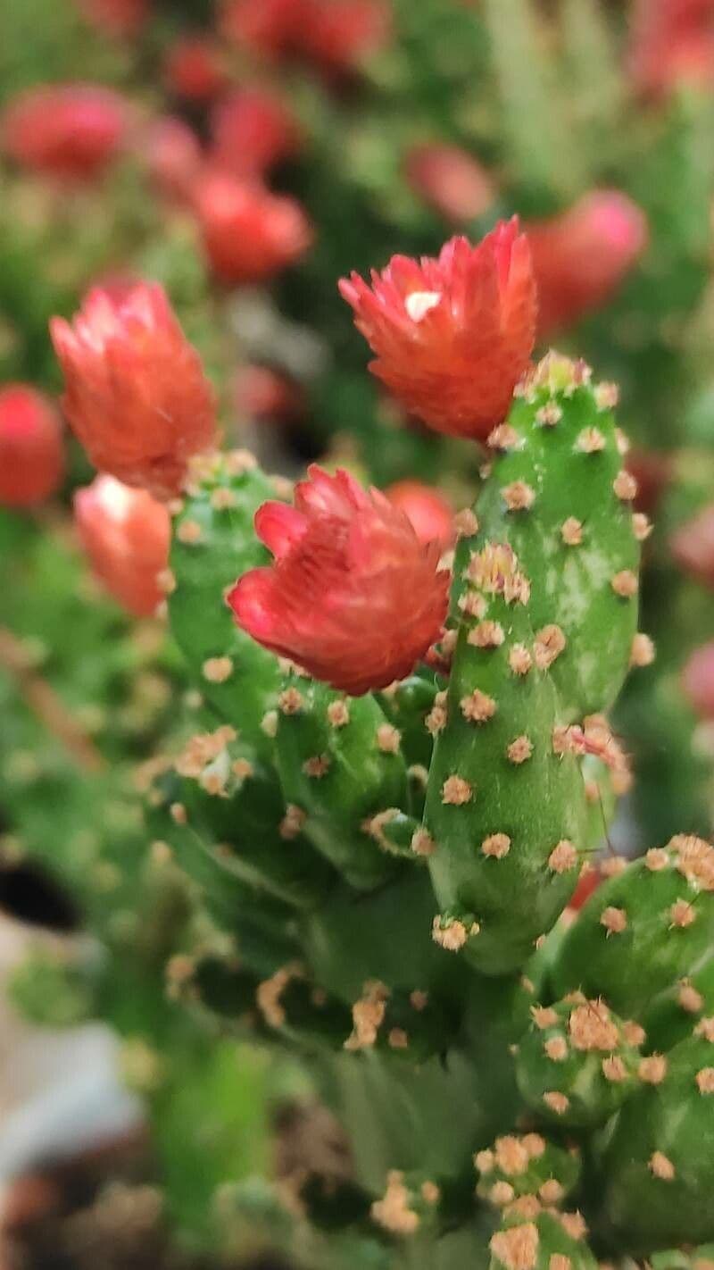 Tephrocactus verschaffeltii