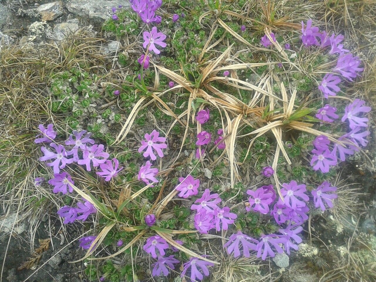 Primula minima