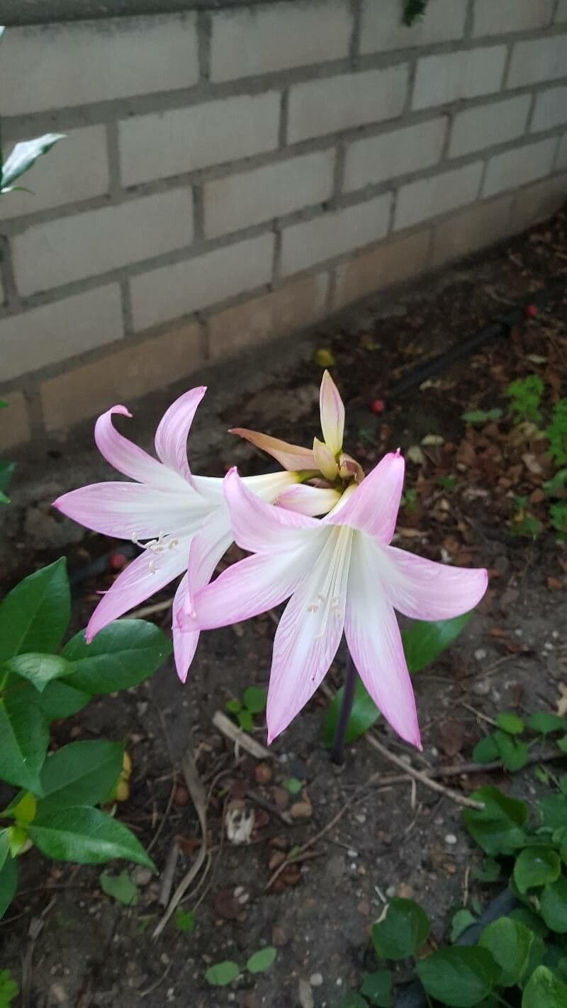 Crinum moorei