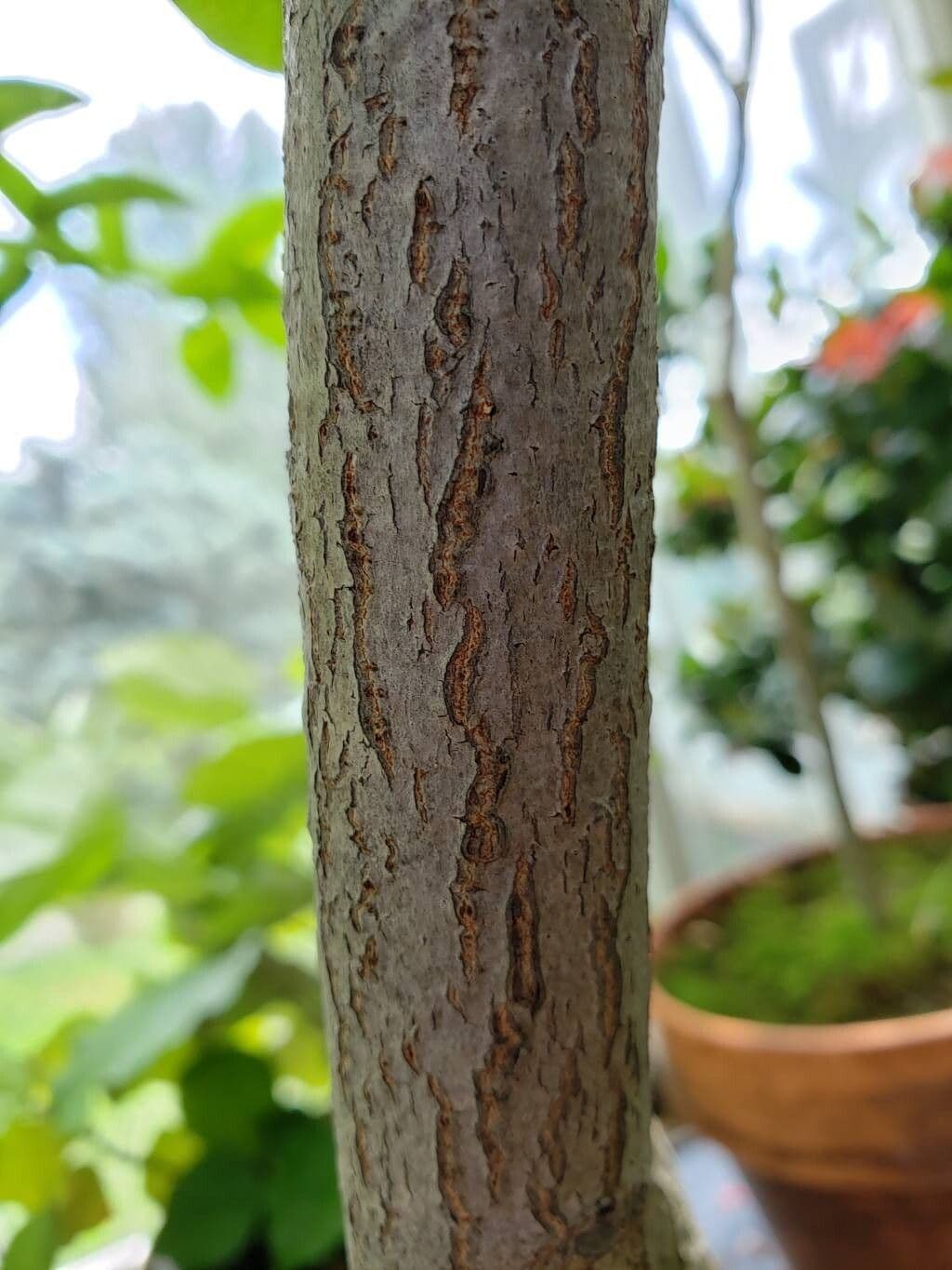 Loxostylis alata