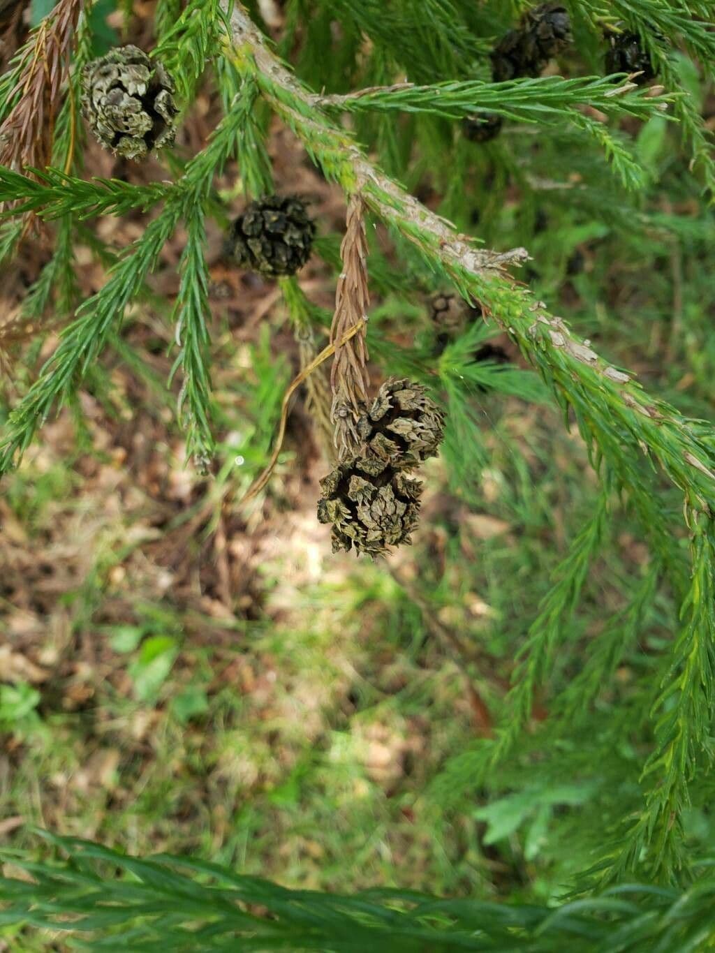 Cryptomeria japonica