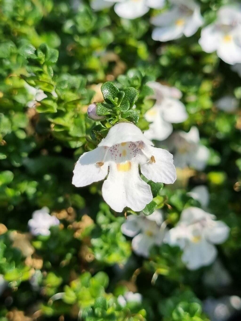 Prostanthera cuneata