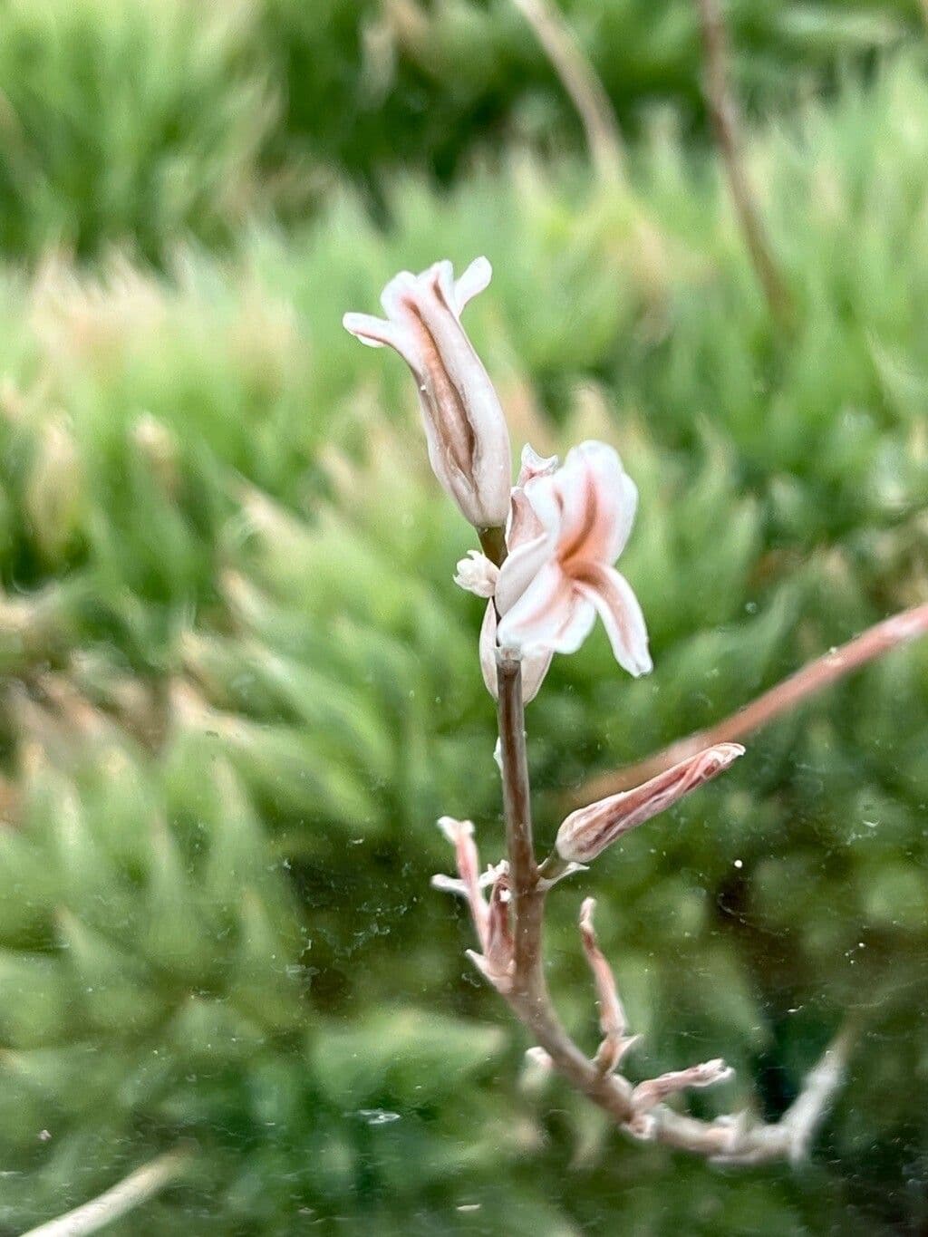 Haworthia cooperi