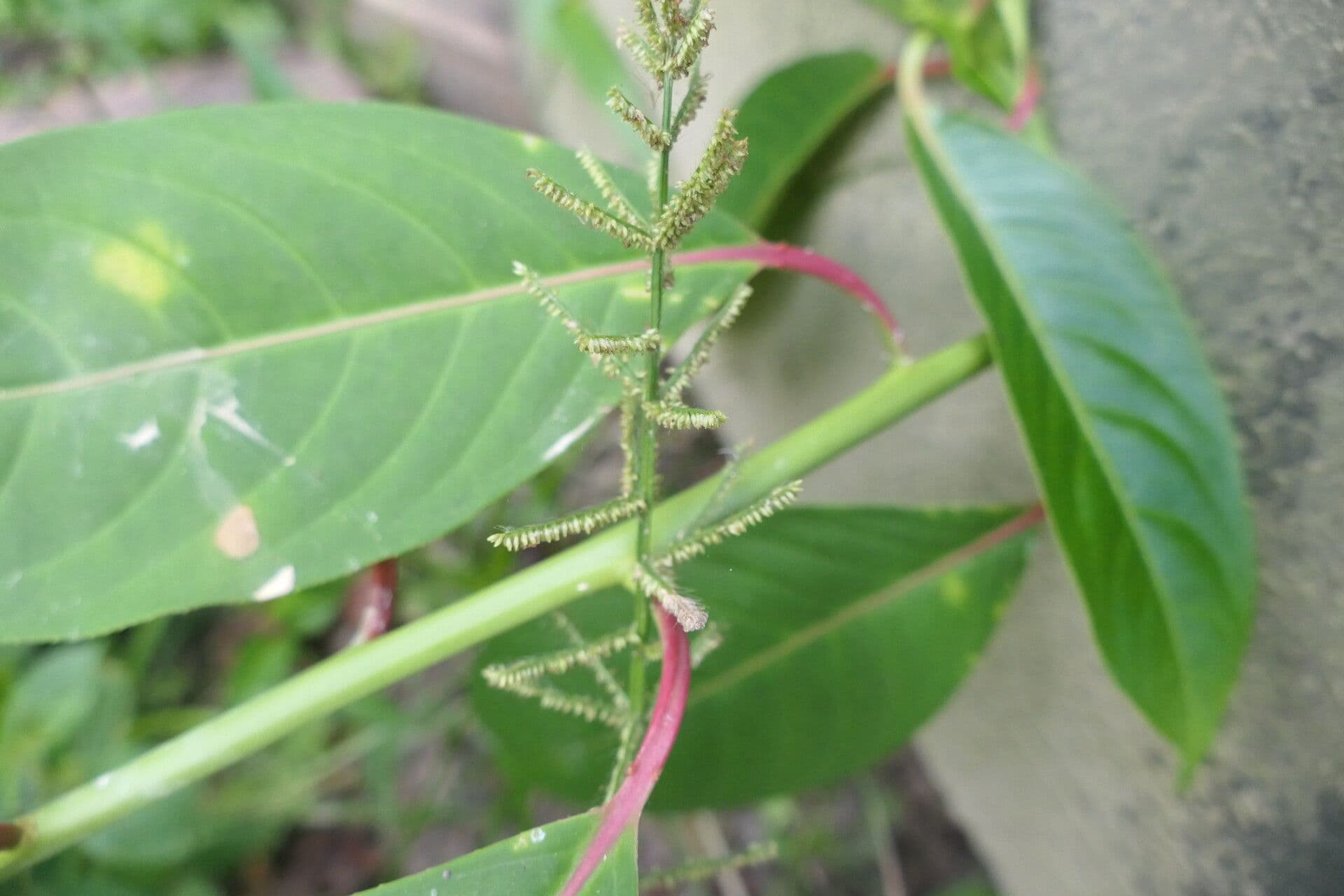 Paspalum paniculatum