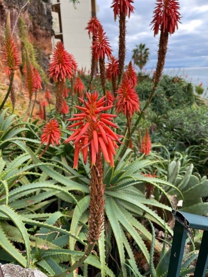 Aloe arborescens