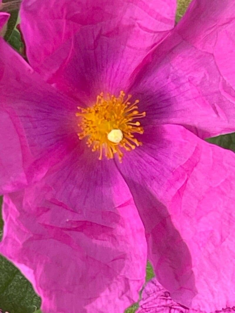 Cistus crispus