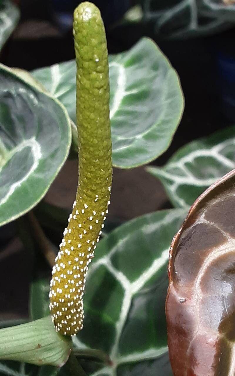 Anthurium crystallinum