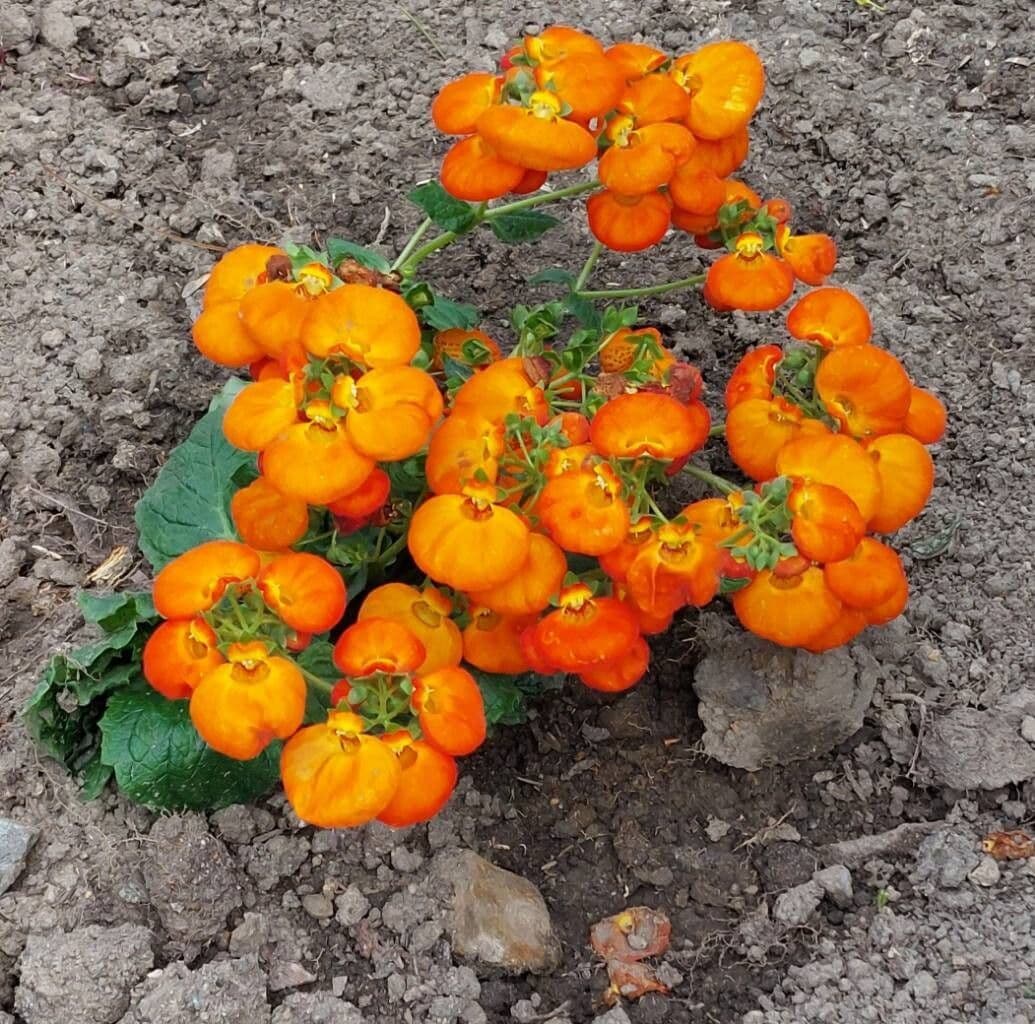 Calceolaria integrifolia