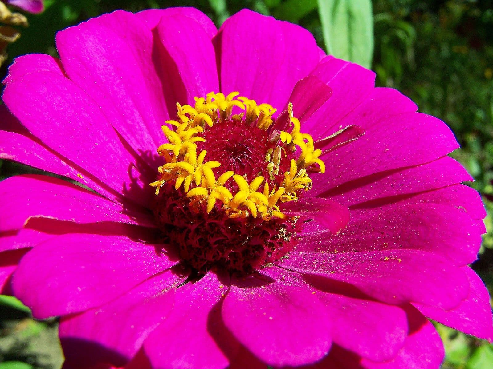 Zinnia elegans