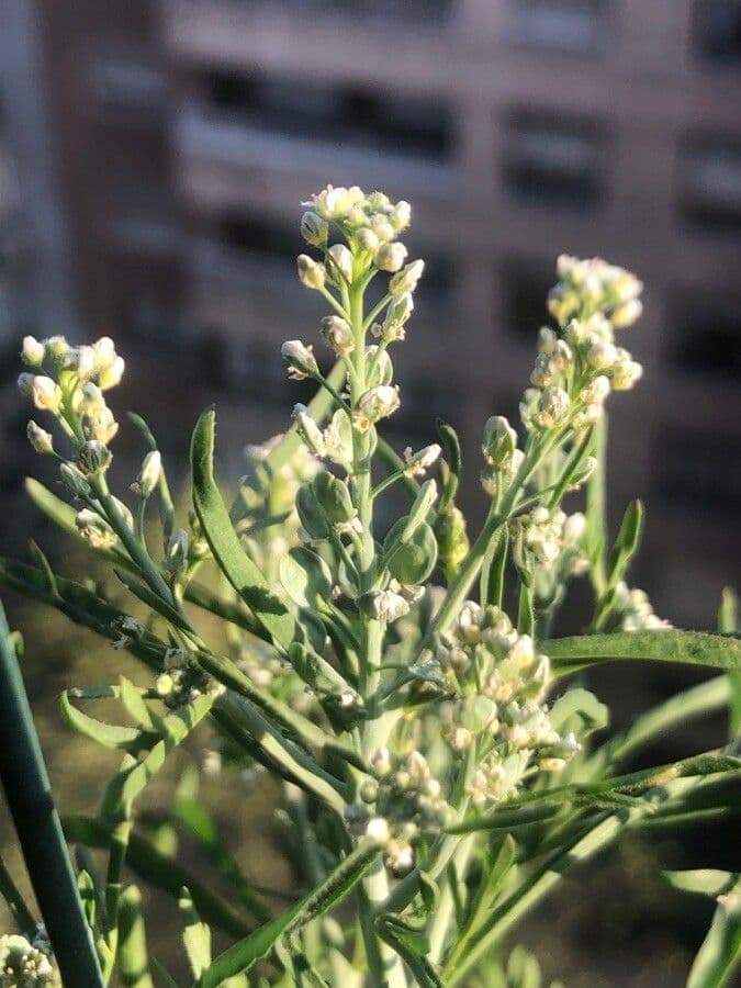 Lepidium sativum