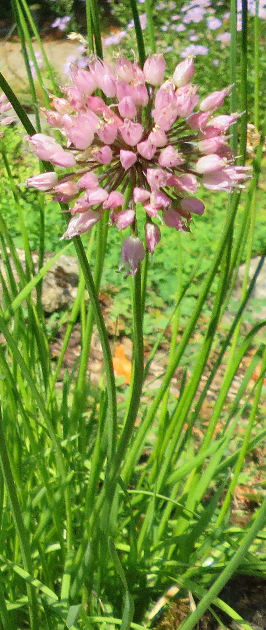 Allium tuberosum