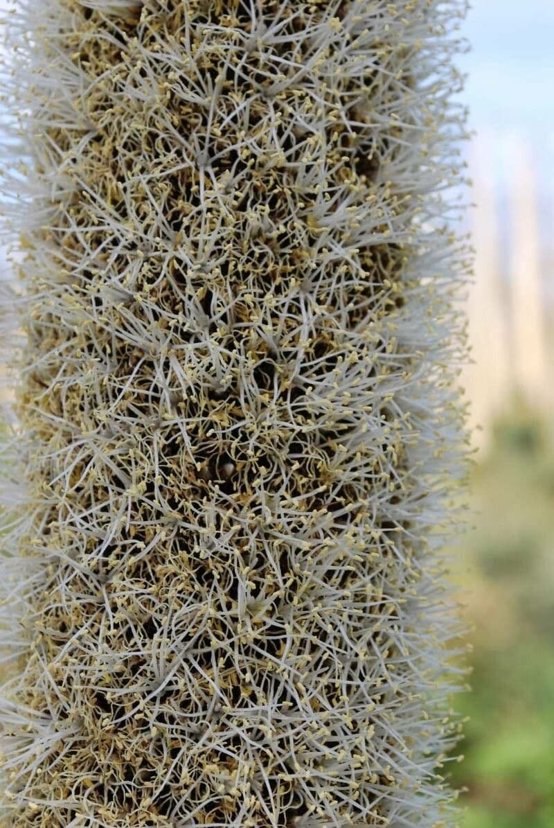 Xanthorrhoea glauca