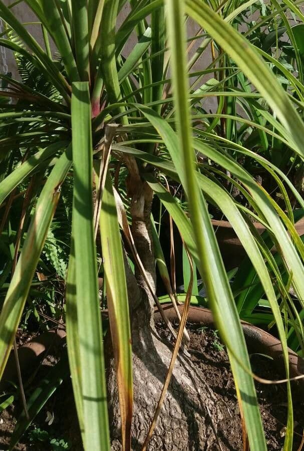 Beaucarnea gracilis