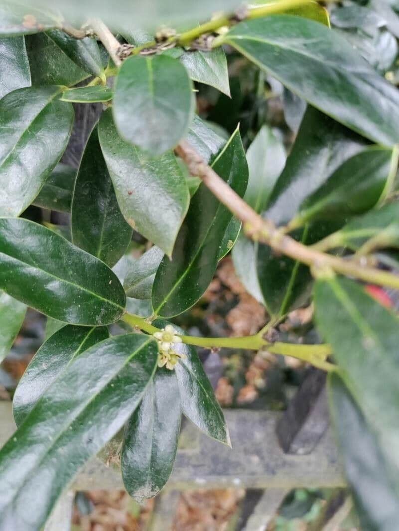 Ilex cornuta