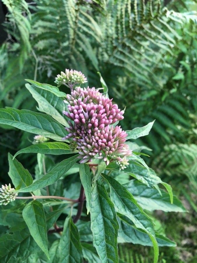 Eupatorium cannabinum