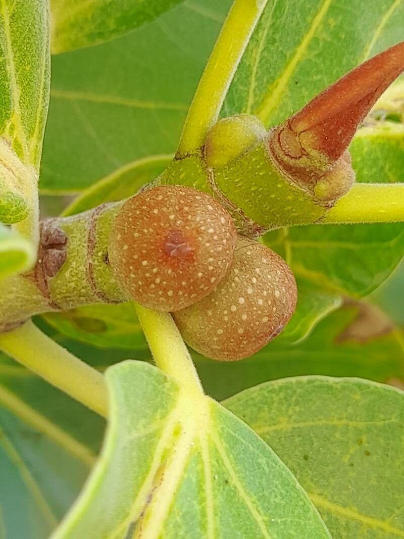 Ficus benghalensis