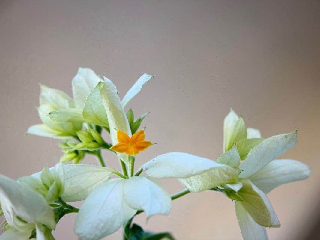 Mussaenda philippica