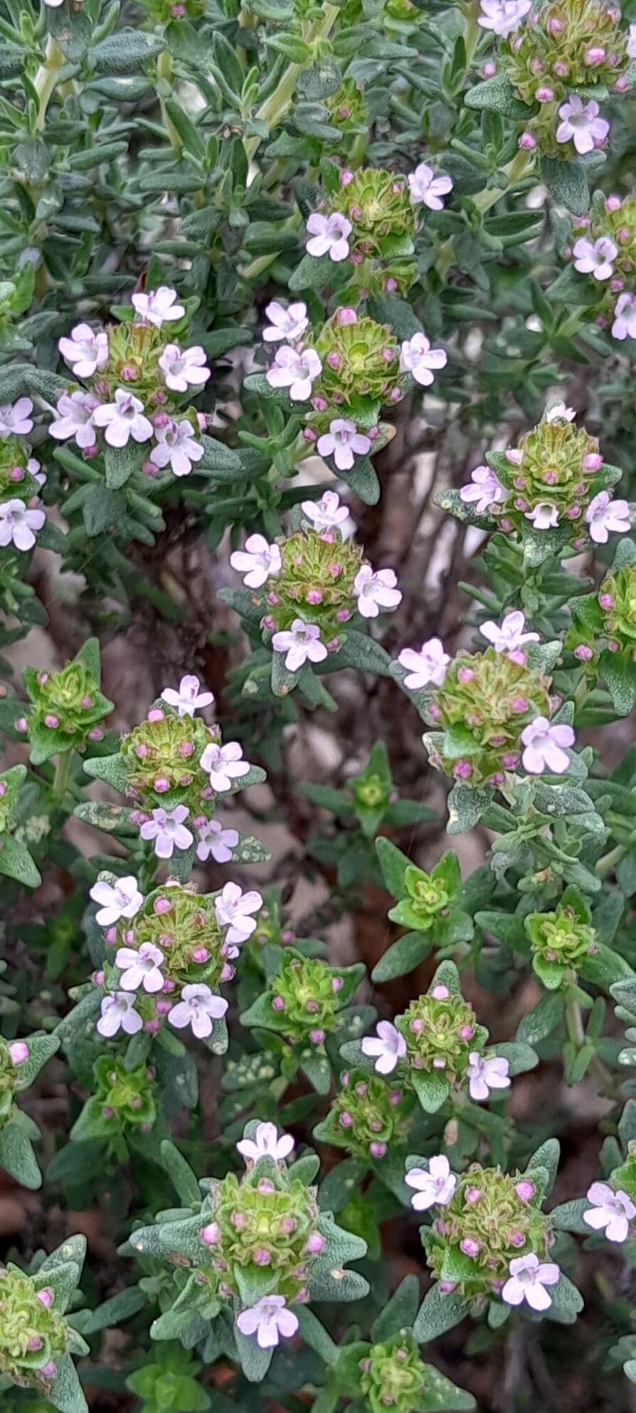 Thymus vulgaris