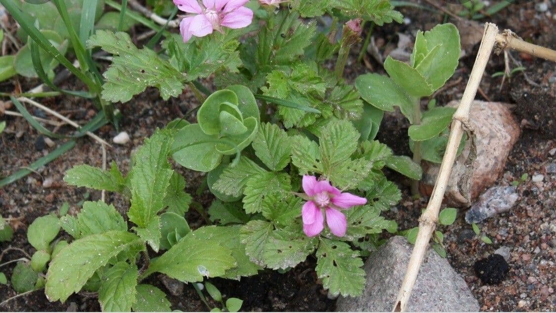 Rubus arcticus