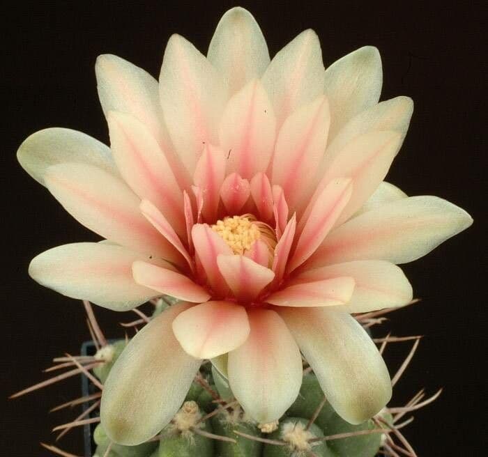 Gymnocalycium schickendantzii
