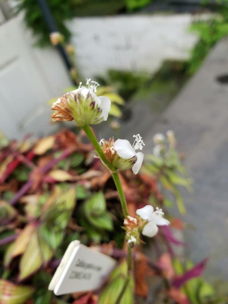 Callisia gentlei
