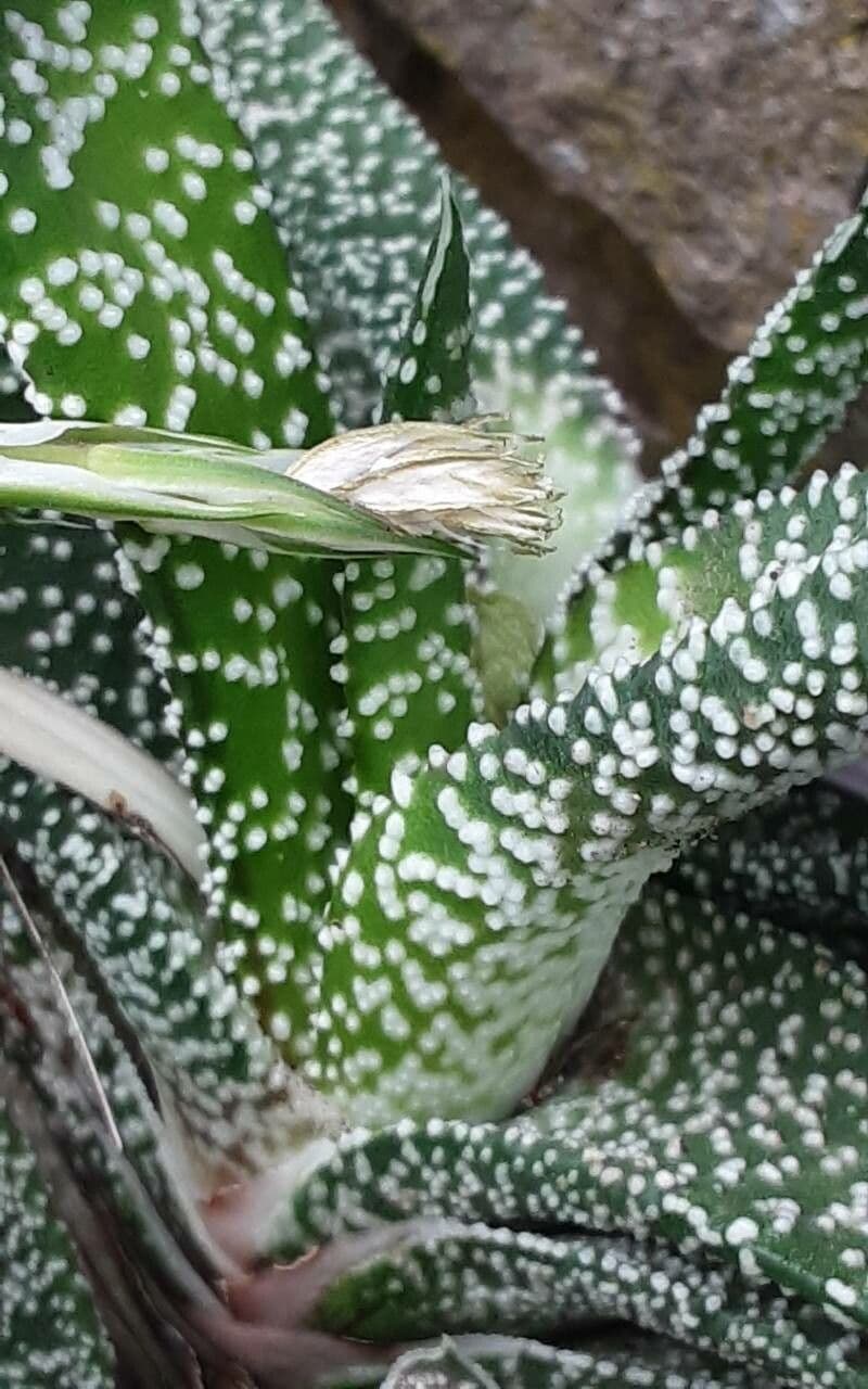 Gasteria carinata