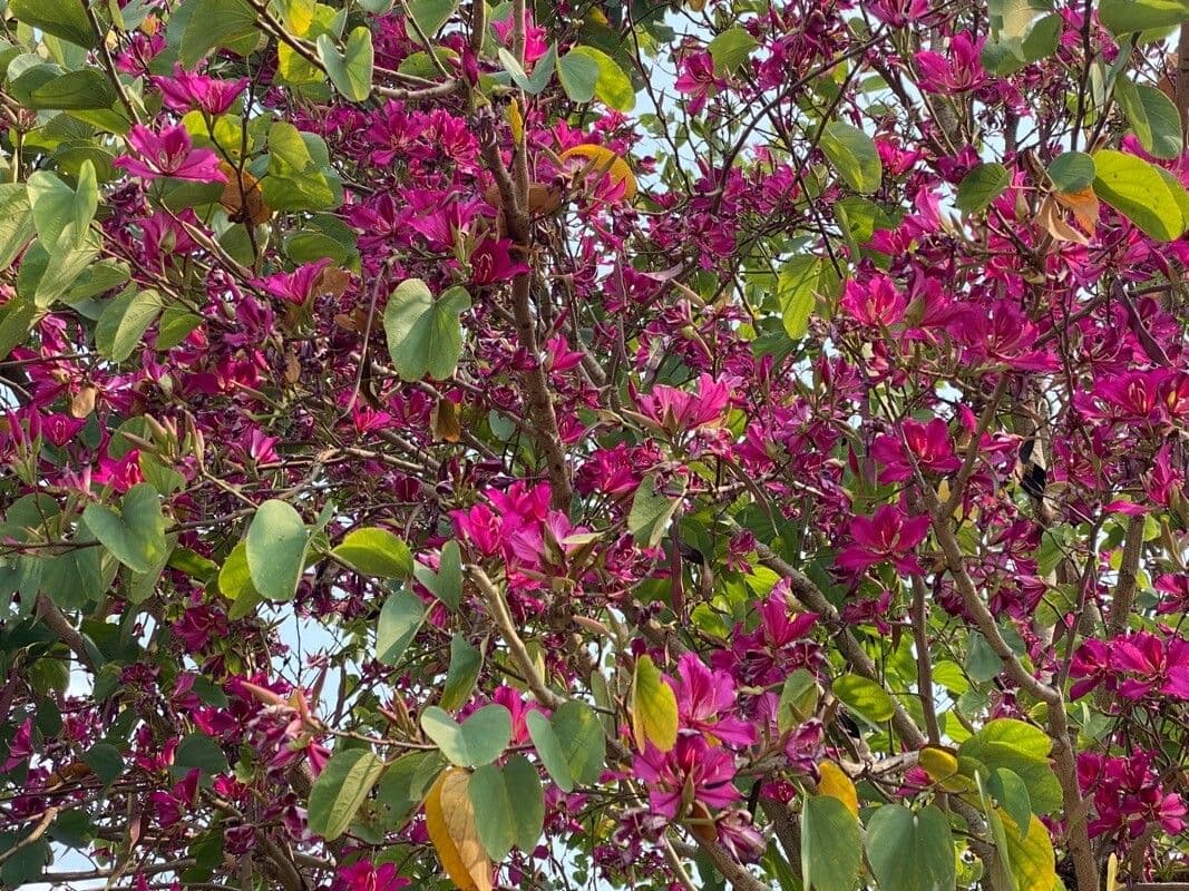 Bauhinia purpurea