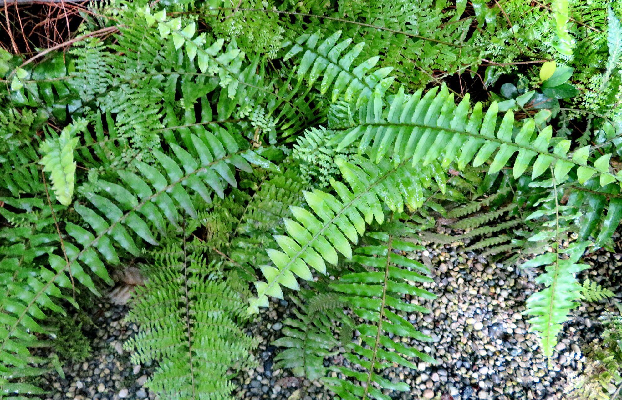 Nephrolepis exaltata