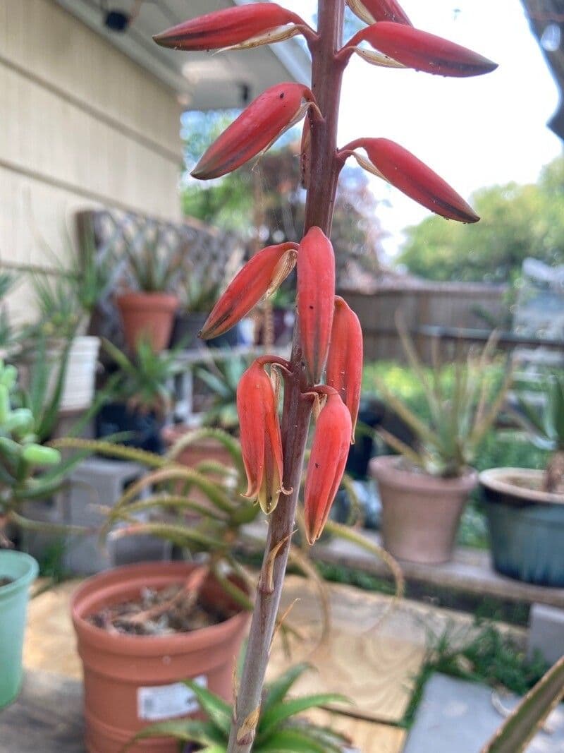 Aloe pseudorubroviolacea