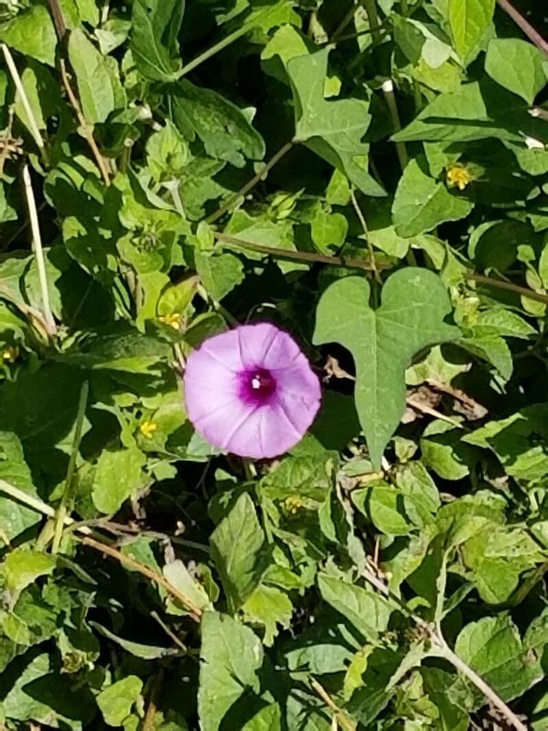 Ipomoea cordatotriloba